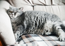 Лишний вес у кошек