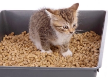 Кошачий наполнитель: какой выбрать?