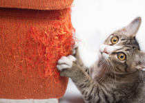 Как отучить кота драть мебель и обои?