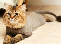 Груминг для кошек